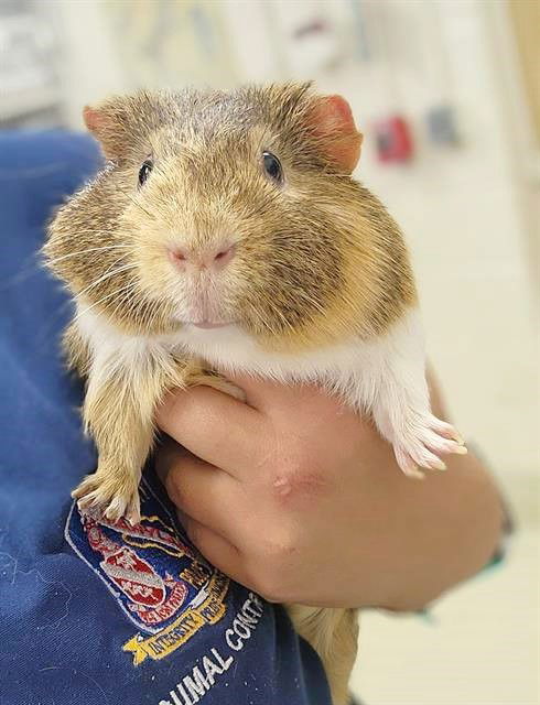 adoptable Guinea Pig in Columbia, MD named 44772 - Pip