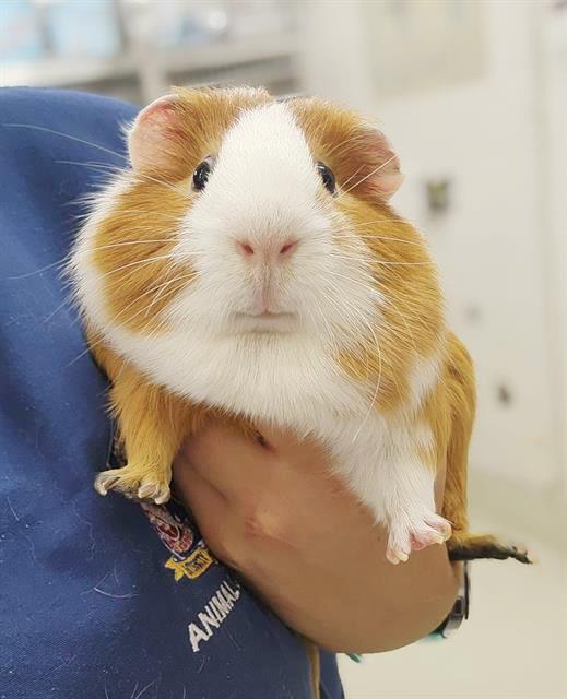 adoptable Guinea Pig in Columbia, MD named 44773 - Peter