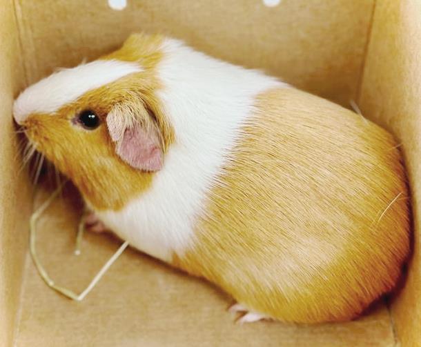 adoptable Guinea Pig in Columbia, MD named 44886 - Hazelnut