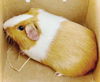 adoptable Guinea Pig in  named 44886 - Hazelnut