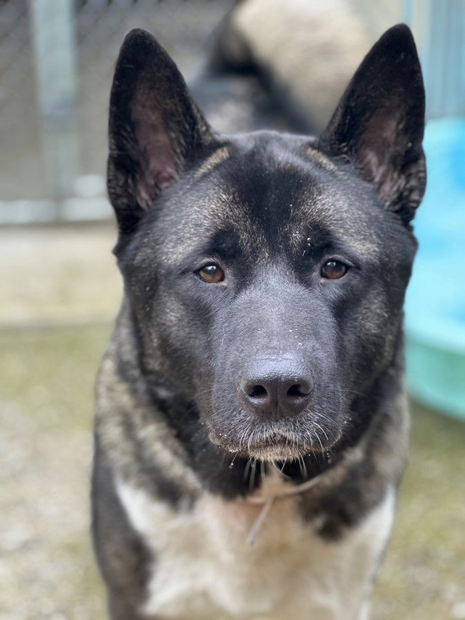 adoptable Dog in Columbia, MD named 44728 - Lance