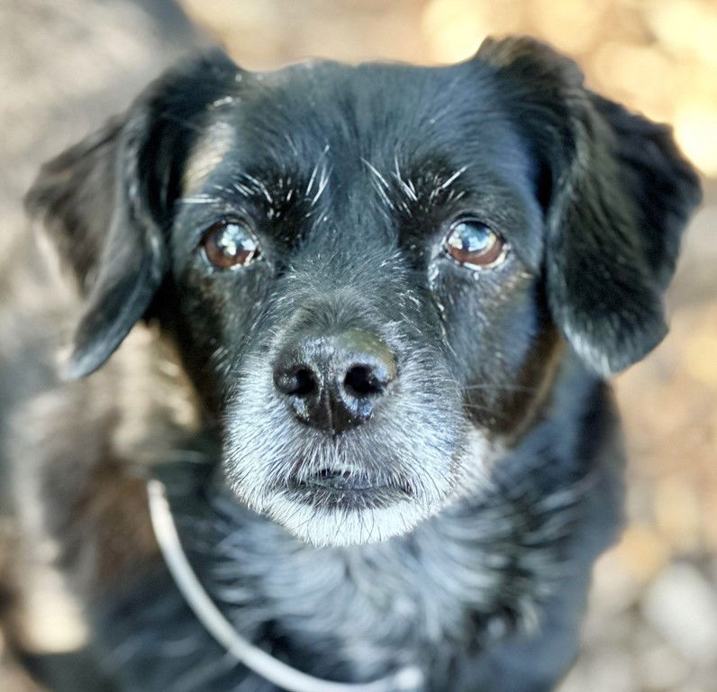 adoptable Dog in Columbia, MD named 44904 & 44905 - Janey and Phantom