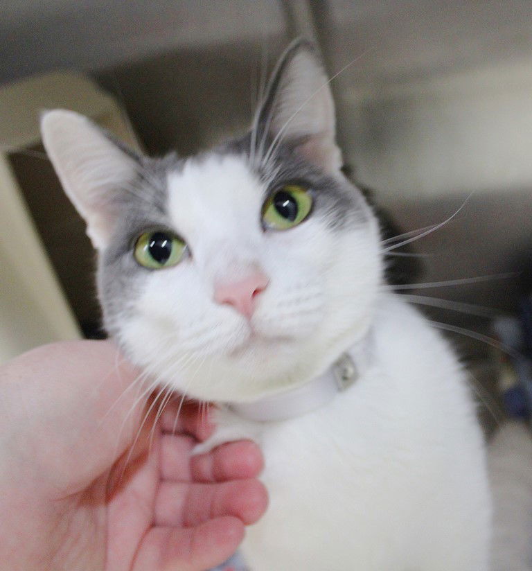 adoptable Cat in Columbia, MD named 44914 & 44915 - Brady and Halo