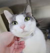 adoptable Cat in , MD named 44914 & 44915 - Brady and Halo