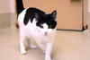 45335 - Sweet Lucy