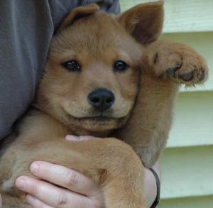 Pup Pup