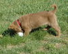 Pup Pup