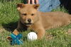 Pup Pup