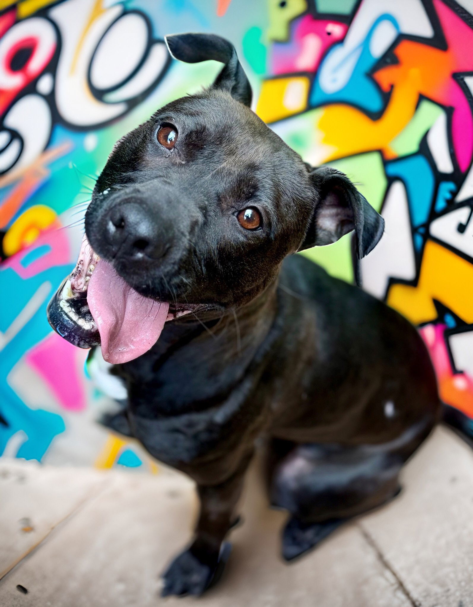adoptable Dog in Columbia, MD named 46698 - Siren