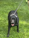 46939 Covey