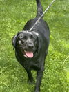 46939 Covey