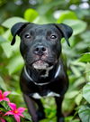 46907 Jasmine