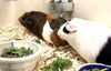 46695 & 46696 - Binky and Snowflake
