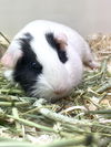 46695 & 46696 - Binky and Snowflake