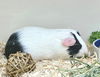 46695 & 46696 - Binky and Snowflake