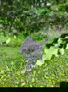 47250 - Schrodinger