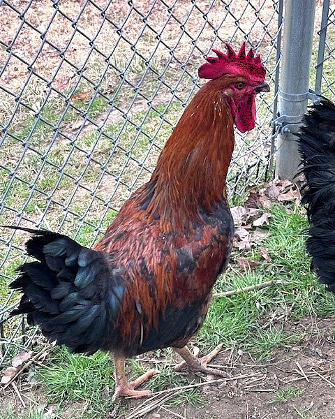 46474 - Cluck Jagger