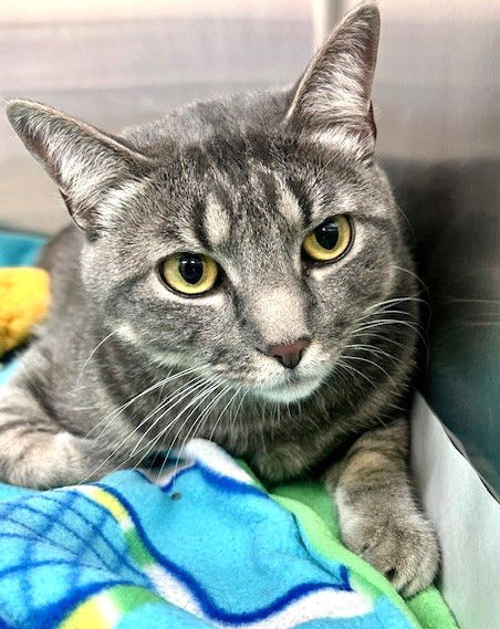 47262 - Pepper