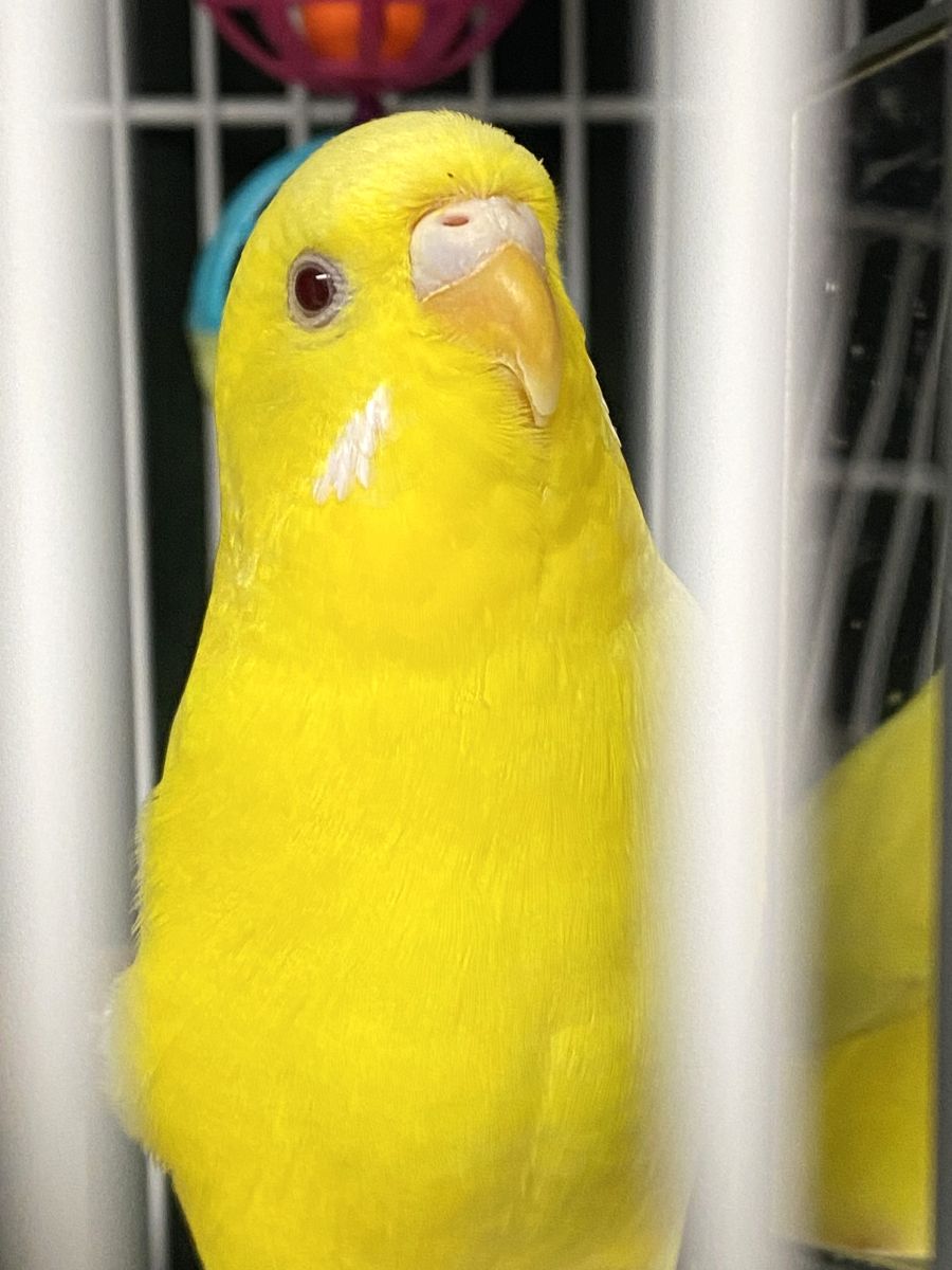 adoptable Bird in Columbia, MD named 47267 - Pipette