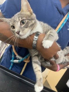 adoptable Cat in Columbia, MD named 47777 - Tonto