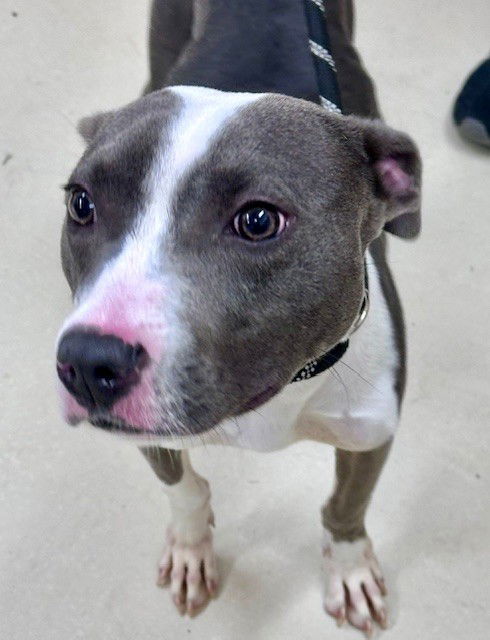 adoptable Dog in Columbia, MD named 47445 - Royal