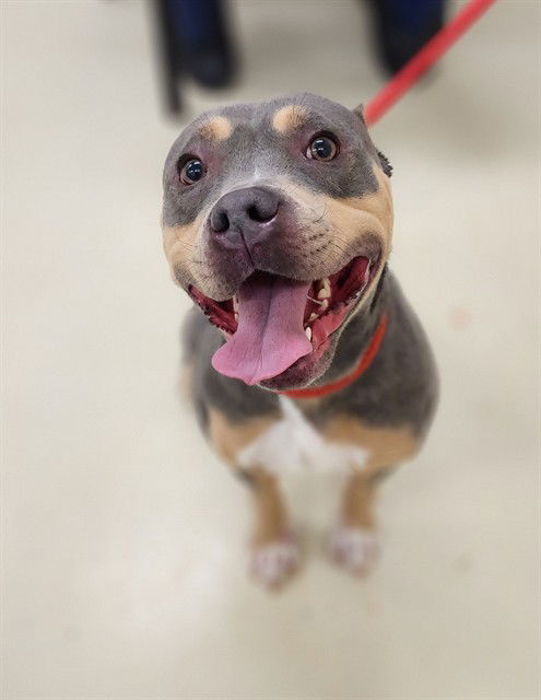 adoptable Dog in Columbia, MD named 47606 - Eve