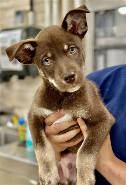 adoptable Dog in Columbia, MD named 47634 - Pongo