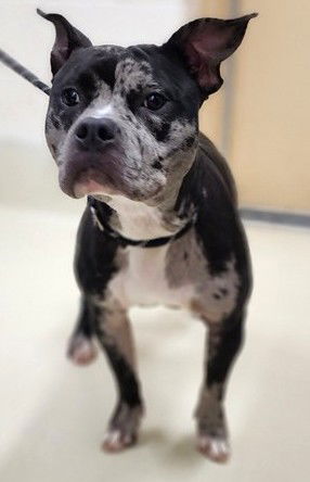 adoptable Dog in Columbia, MD named 47755 - Mandy