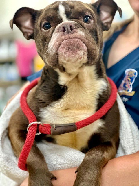 adoptable Dog in Columbia, MD named 47879 - Mousse
