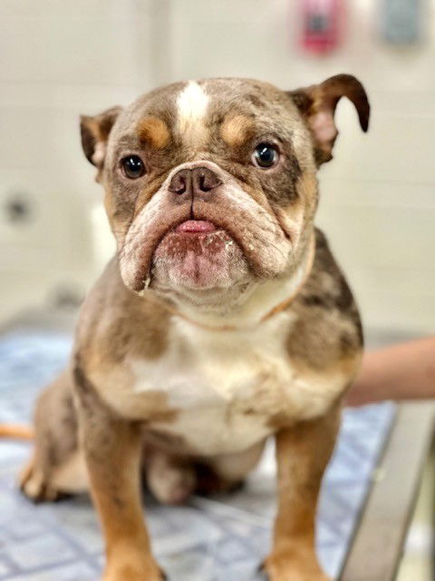 adoptable Dog in Columbia, MD named 47880 - Goose