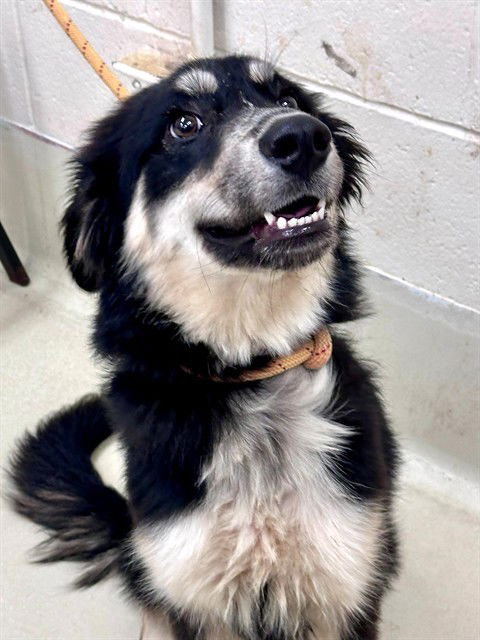 adoptable Dog in Columbia, MD named 47892 - Felicity