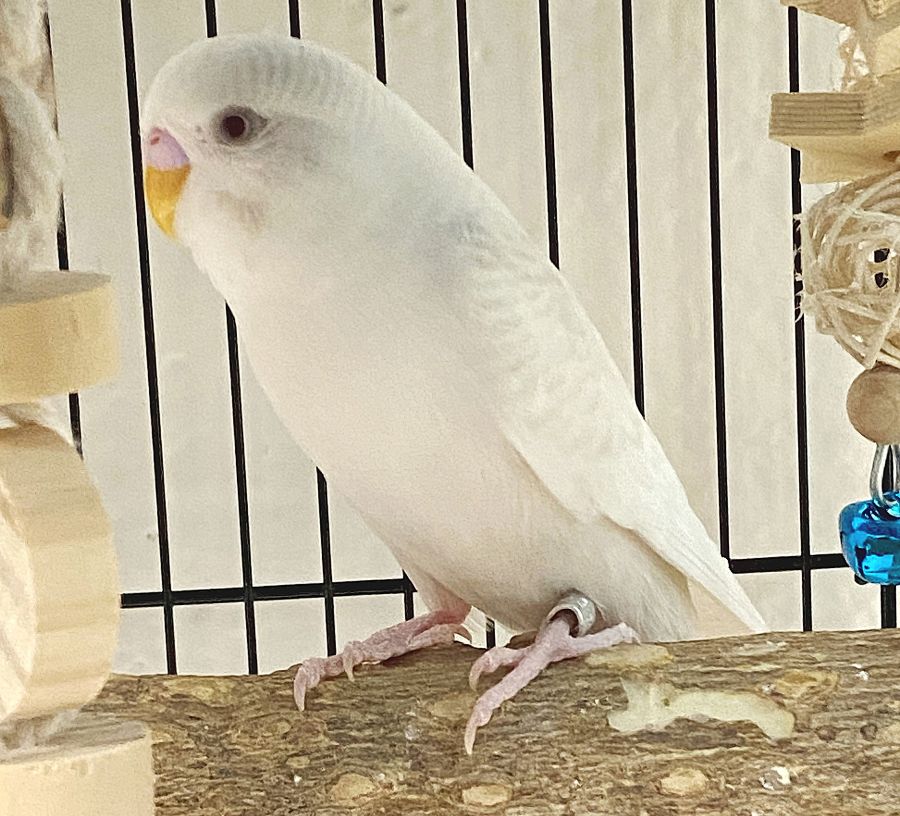 adoptable Bird in Columbia, MD named 47628 - Kenna