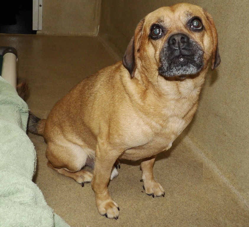 adoptable Dog in Ellicott City, MD named 47614 - Nairobi