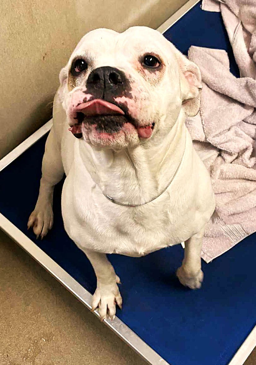 adoptable Dog in Columbia, MD named 48174 - Icey Blue