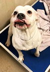 adoptable Dog in  named 48174 - Icey Blue