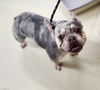 adoptable Dog in  named 48339 - Coconut
