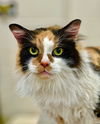 adoptable Cat in  named 48313 - Bella Donna