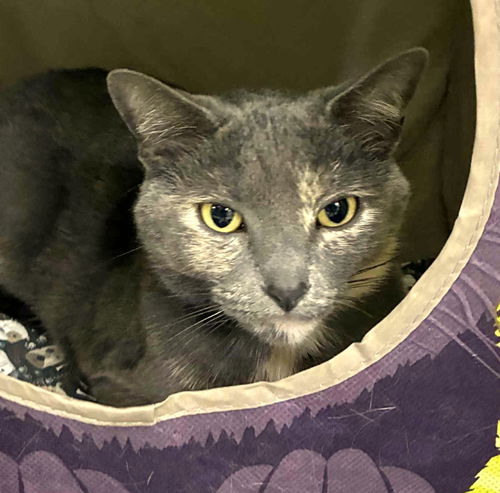 47591 - Missy