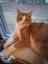 Prince Humperdinck aka Monkey - Photo 2