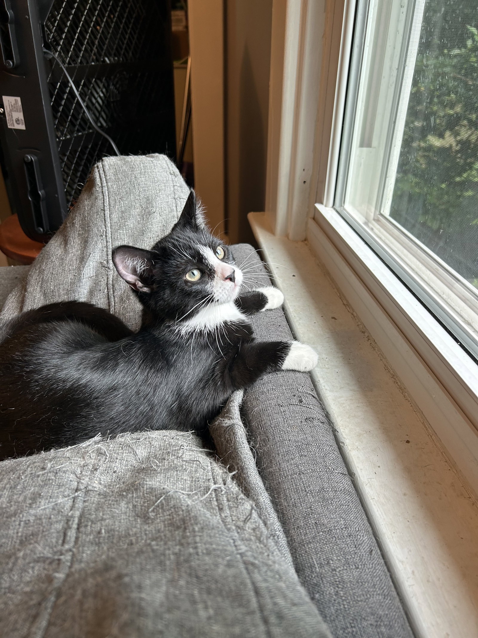 Inigo aka Simon Image