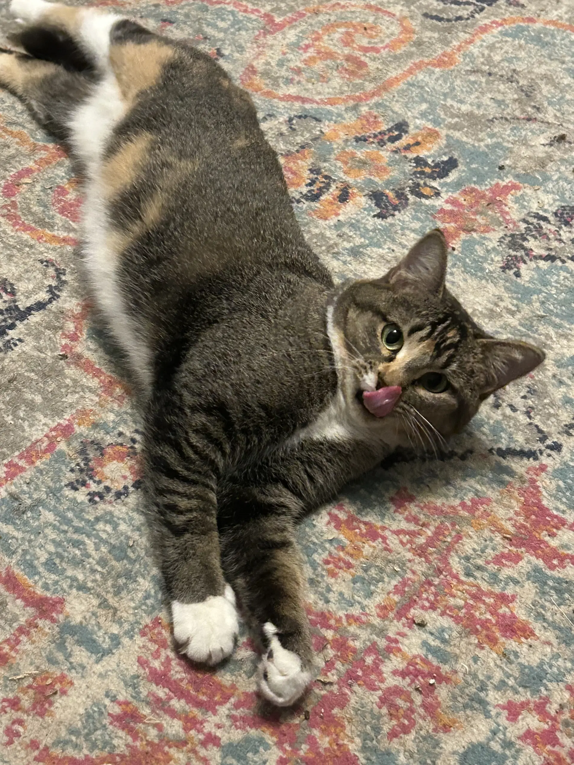 Buttercup Aka Blinkie - Domestic Short Hair