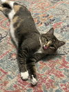 Buttercup aka Blinkie