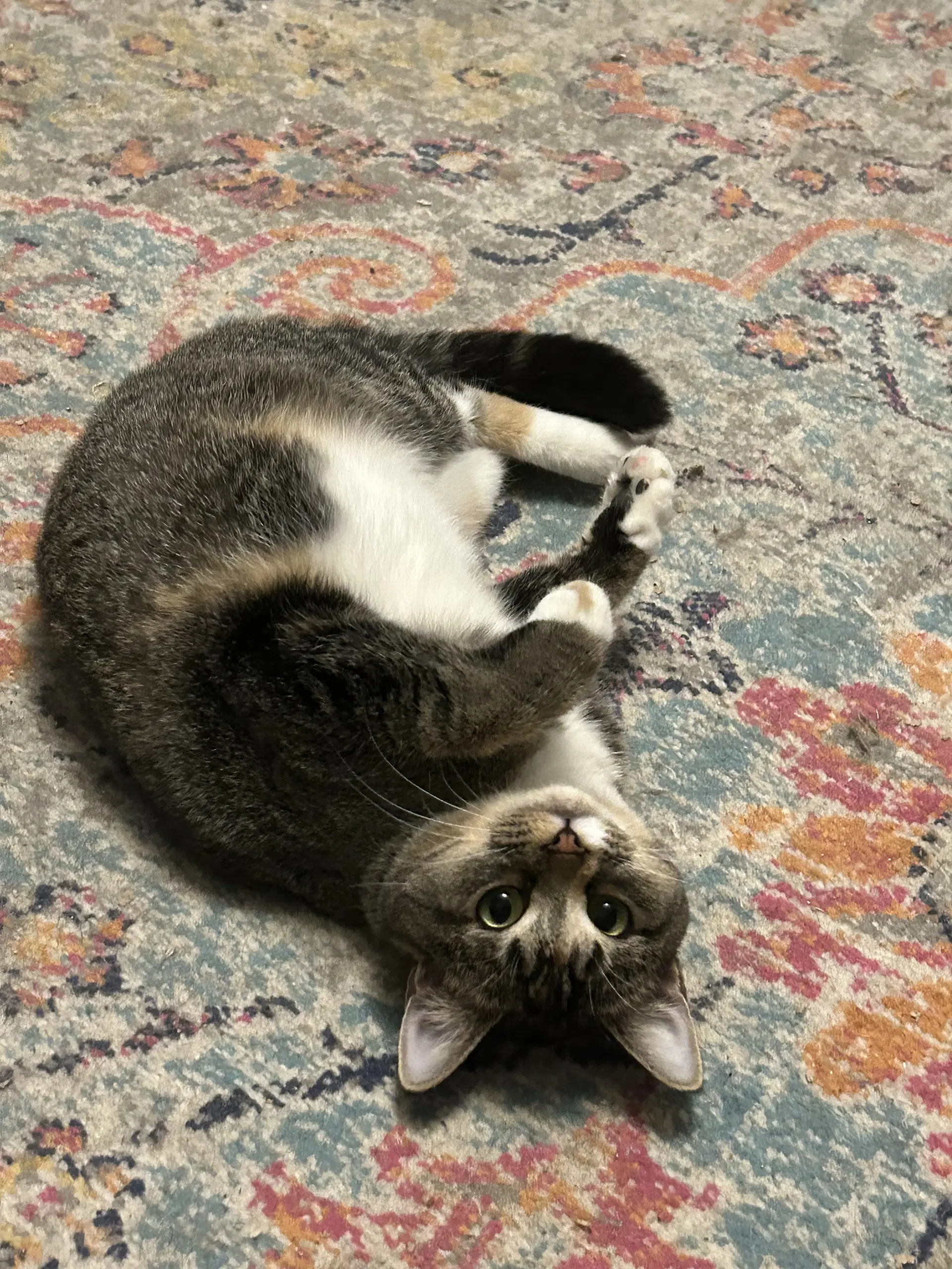 Buttercup Aka Blinkie image 3
