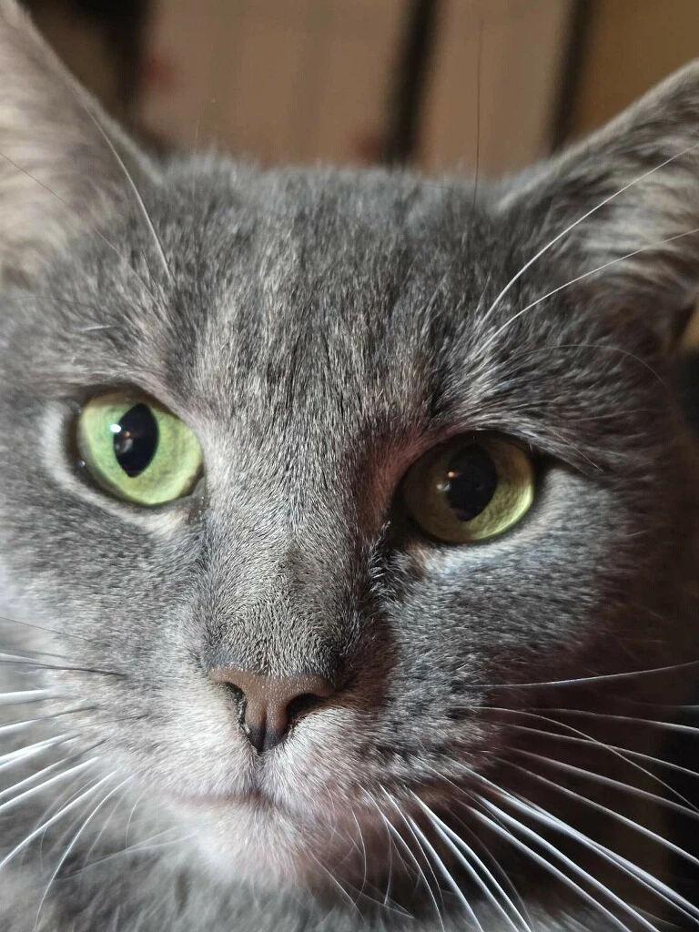 Violet