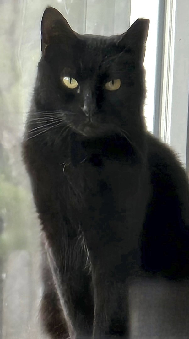 Petunia Image