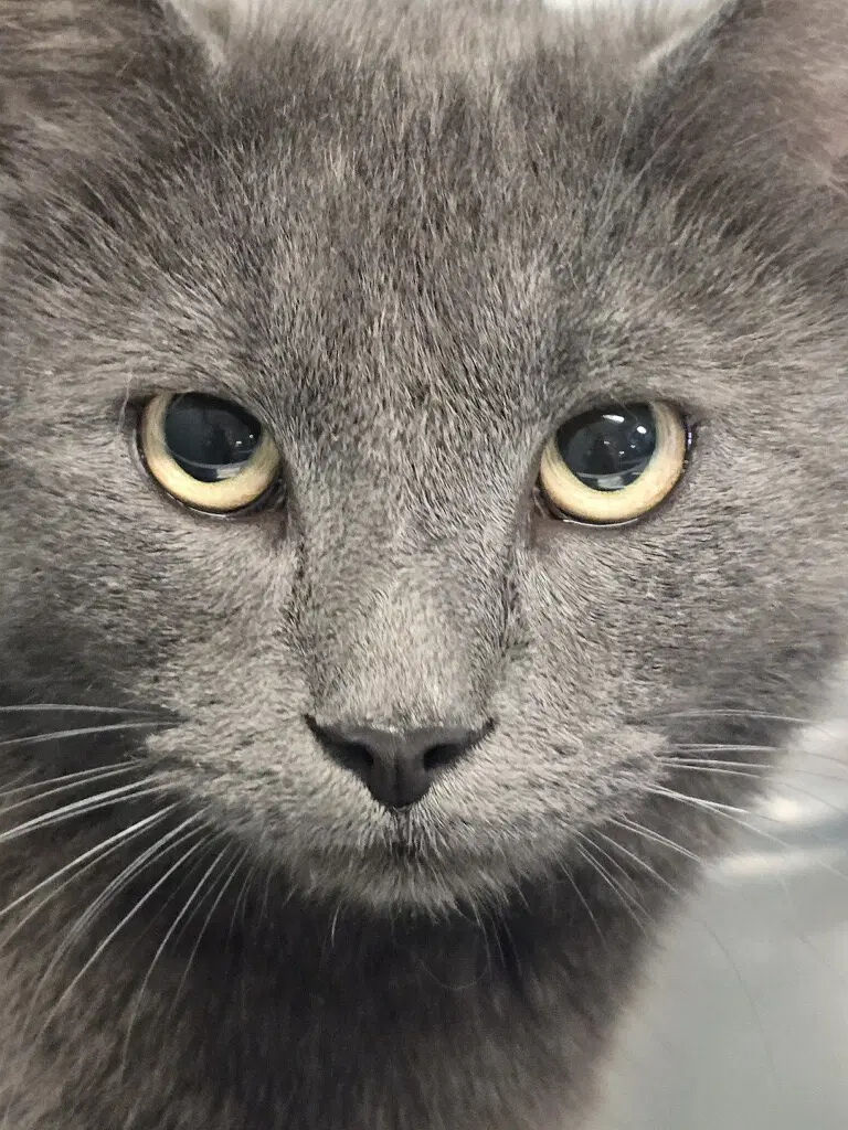 Mr Mcfeely - Domestic Short Hair