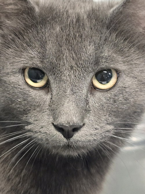 Mr. McFeely, Adult Domestic Short Hair / Russian Blue / Mixed, cat for adoption in Annapolis, Maryland