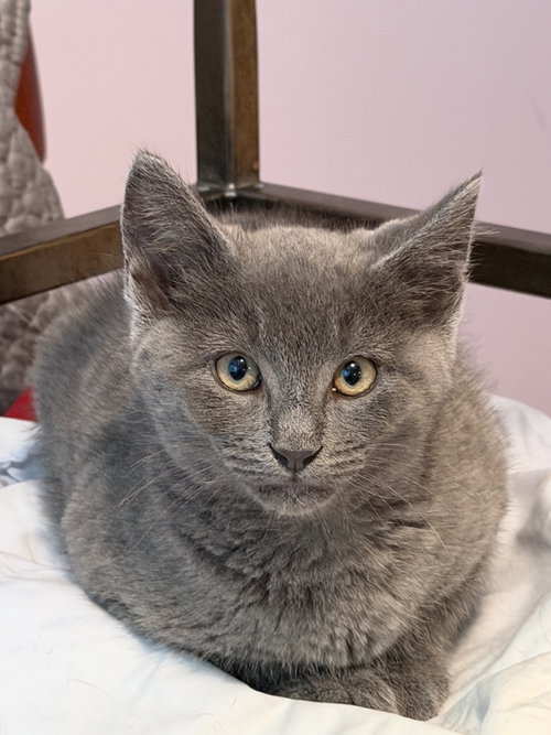 Winston, Baby Domestic Short Hair / Russian Blue, cat for adoption in Bowie, Maryland