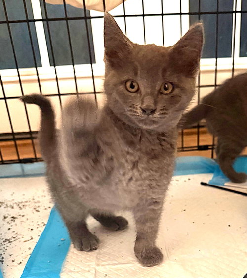 Willoughby, an adoptable Domestic Short Hair in Ellicott City, MD