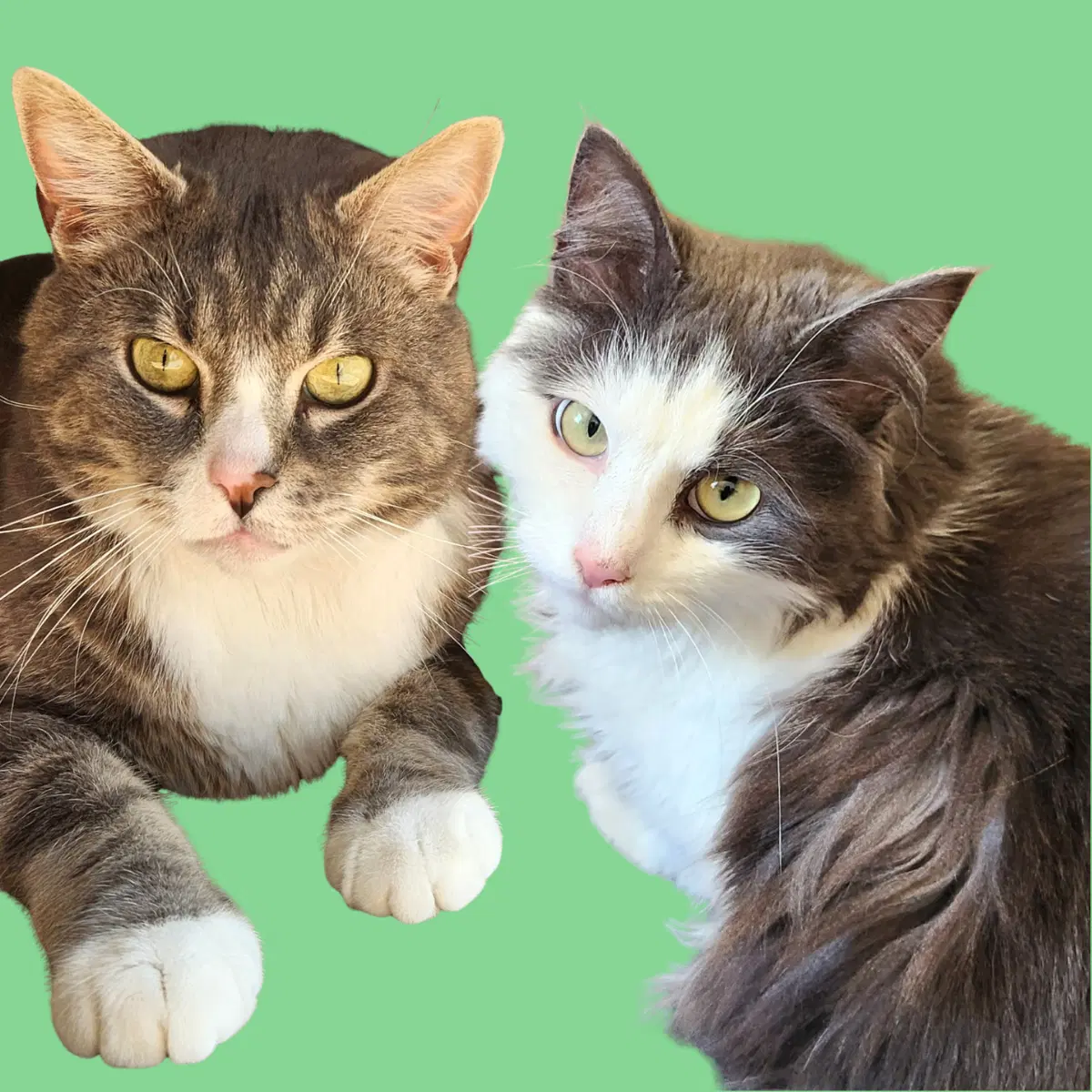 Nala And Simba - Domestic Medium Hair